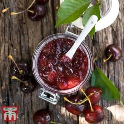 Cherry 'Morello' -Plants Sale CHER TKA1769 DD