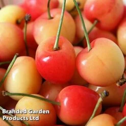 Cherry 'Bigarreau Napolean' -Plants Sale CHER BIGARNAPO L49197