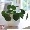Chinese Money Plant -Plants Sale CHI KA8601 A
