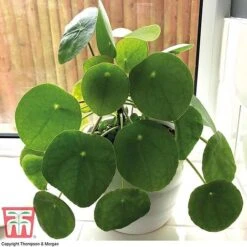 Chinese Money Plant -Plants Sale CHI KA8601 B