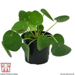 Chinese Money Plant -Plants Sale CHI KA8601 C