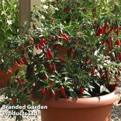 Chilli Pepper 'Apache' F1 Hybrid -Plants Sale CHILL WKB9911 D