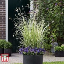 Chlorophytum Saundersiae 'Starlight' -Plants Sale CHLO KA8720 C