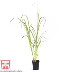 Chlorophytum Saundersiae 'Starlight' -Plants Sale CHLO KA8720 G