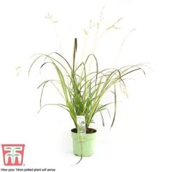 Chlorophytum Saundersiae 'Starlight' -Plants Sale CHLO KA8720 H