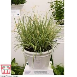 Chlorophytum Saundersiae 'Starlight' -Plants Sale CHLO KA8720 RHS