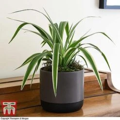 House Plant Urban Jungle Trio -Plants Sale CHLO TKA2878 F1