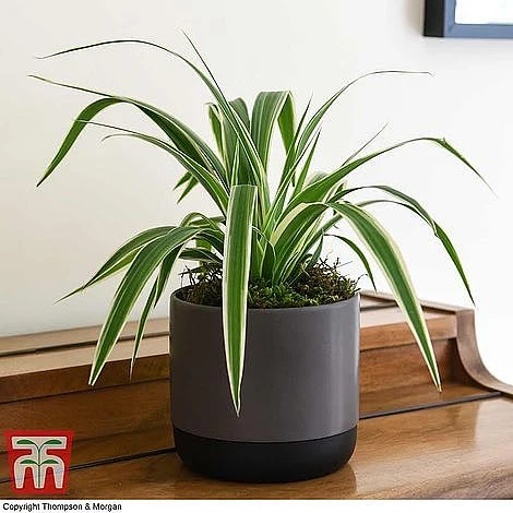 Air Purifying Houseplant Collection 5 Air Purifying Houseplant Collection - Image 3