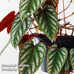 Cissus Discolor -Plants Sale CISS DISCO12CM WKF1189