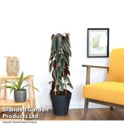 Cissus Discolor -Plants Sale CISS DISCOLOR T47736