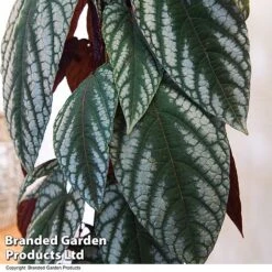 Cissus Discolor -Plants Sale CISS DISCOLOR T47737