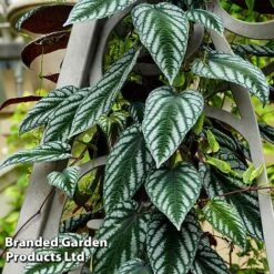 Cissus Discolor -Plants Sale CISS DISCOLOR W45068B