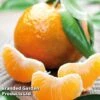 Mandarin Citrus Plant -Plants Sale CITRUSMANDARIN KC5370 A