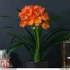 Clivia Miniata -Plants Sale CLIV WKB4547 A