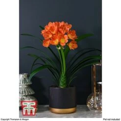 Clivia Miniata -Plants Sale CLIV WKB4547 C