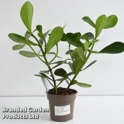 Clusia Rosea 'Princess' -Plants Sale CLUS PRINC12CM T44740