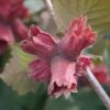 Hazelnut 'Red Cracker' -Plants Sale COBN DWW4611 A h