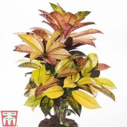 Codiaeum Variegatum Var. Pictum 'Mrs Iceton' -Plants Sale CODI TKA2880 A