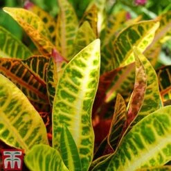 Codiaeum Variegatum Var. Pictum 'Mrs Iceton' -Plants Sale CODI TKA2880 C
