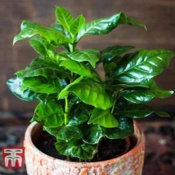 Coffea Arabica -Plants Sale COFF KB1727 C