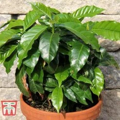 Coffea Arabica -Plants Sale COFF KB1727 D