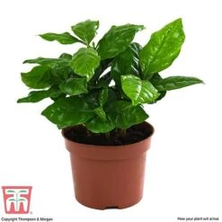 Coffea Arabica -Plants Sale COFF KB1727 E