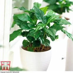 Coffea Arabica -Plants Sale COFF KB1727 F