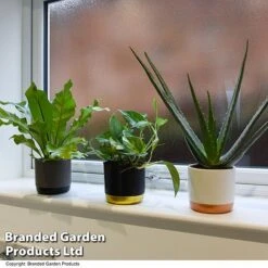 De-humidifying House Plant Collection -Plants Sale COLL DEHUMIDIF T46989