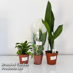 Almost Unkillable Houseplant Collection 15 Almost Unkillable Houseplant Collection -Plants Sale COLL UNKIL12CM T43974
