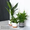 Almost Unkillable Houseplant Collection -Plants Sale COLL UNKILLABL T43975