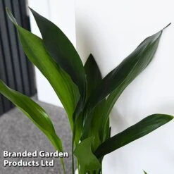 Almost Unkillable Houseplant Collection 13 Almost Unkillable Houseplant Collection -Plants Sale COLL UNKILLABL T43979