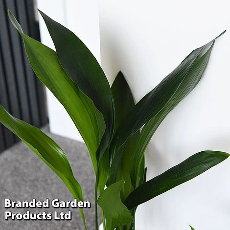 Almost Unkillable Houseplant Collection 7 Almost Unkillable Houseplant Collection - Image 5