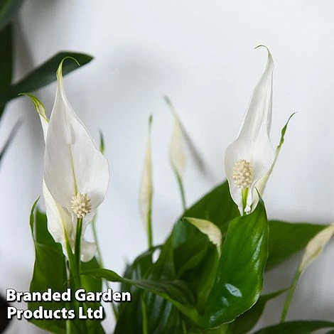 Almost Unkillable Houseplant Collection 8 Almost Unkillable Houseplant Collection - Image 6