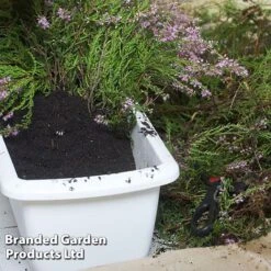 Ericaceous Compost 9 Ericaceous Compost -Plants Sale COMP ERICACEOUS L35278