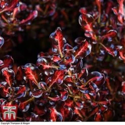 Coprosma Repens 'Pacific Sunset' -Plants Sale COPR 0887 A3