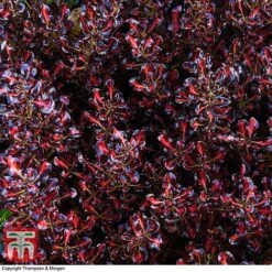 Coprosma Repens 'Pacific Sunset' -Plants Sale COPR 0887 A4