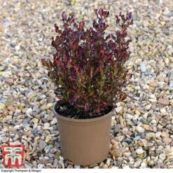 Coprosma Repens 'Pacific Sunset' -Plants Sale COPR 0887 A5