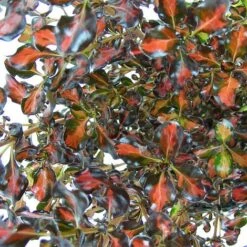 Coprosma Repens 'Pacific Sunset' -Plants Sale COPR TKA0887 NOW1