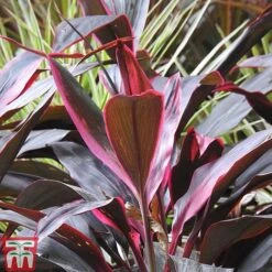 Cordyline 'Tango' 9 Cordyline 'Tango' -Plants Sale CORD TKA2884 A
