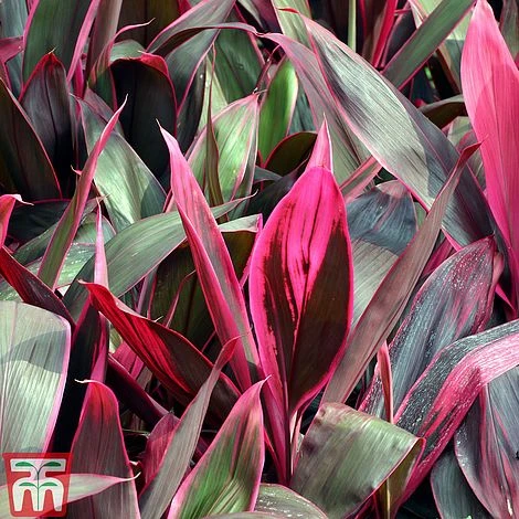 Cordyline 'Tango' 6 Cordyline 'Tango' - Image 4