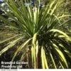 Cordyline Australis Verde Atlantic Green 2 Cordyline Australis Verde Atlantic Green -Plants Sale CORD AUSTRALIS
