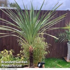Cordyline Australis Verde Atlantic Green -Plants Sale CORD AUSTRALIS A