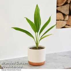 Cordyline 'Conga' (House Plant) 9 Cordyline 'Conga' (House Plant) -Plants Sale CORD CONGA T52110