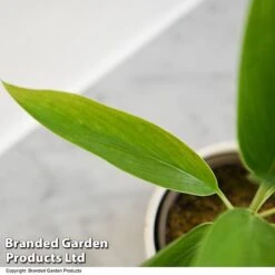 Cordyline 'Conga' (House Plant) 10 Cordyline 'Conga' (House Plant) -Plants Sale CORD CONGA T52112