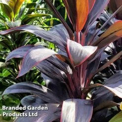 Cordyline 'Rumba' (House Plant) 13 Cordyline 'Rumba' (House Plant) -Plants Sale CORD RUMBA L06647
