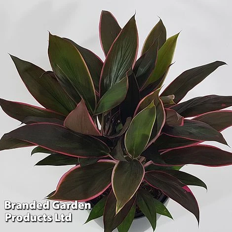 Cordyline 'Rumba' (House Plant) 4 Cordyline 'Rumba' (House Plant) - Image 2