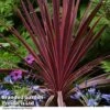 Cordyline 'Torbay Red' -Plants Sale CORD TORBAYRED T45343