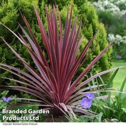 Cordyline 'Torbay Red' -Plants Sale CORD TORBAYRED T45346