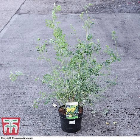 Coronilla Valentina Subsp. Glauca 'Citrina' 7 Coronilla Valentina Subsp. Glauca 'Citrina' - Image 5