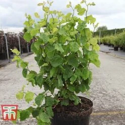 Corylus Avellana 'Twister' -Plants Sale CORY TKA3098 A